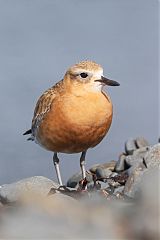 Red-breasted Dotterel